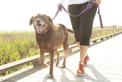 Town of Cary Pet Guidelines